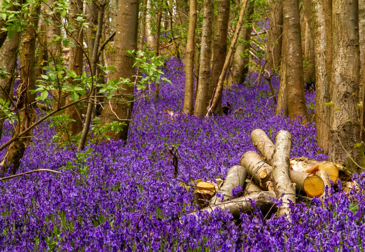 image of woodland in Sevenoaks